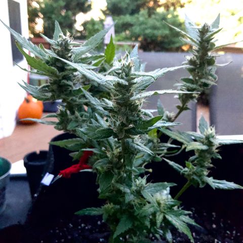 Gorilla Glue 2 7/25 growlog photo: 9a clear