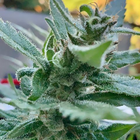 Gorilla Glue 2 7/25 growlog photo: 9a clear
