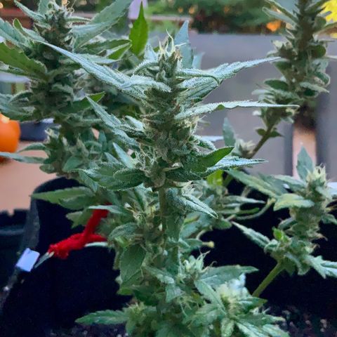 Gorilla Glue 2 7/25 growlog photo: 9a clear