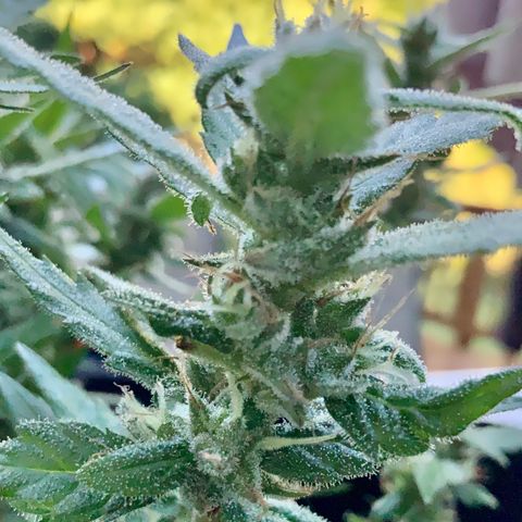 Gorilla Glue 2 7/25 growlog photo: 9a clear