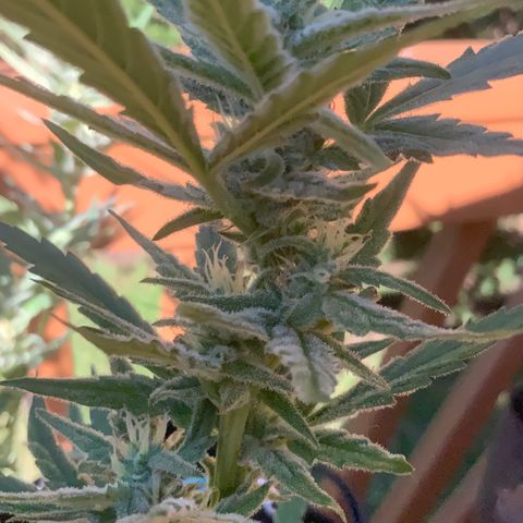Bruce Banner 7/22 growlog photo: 5p
