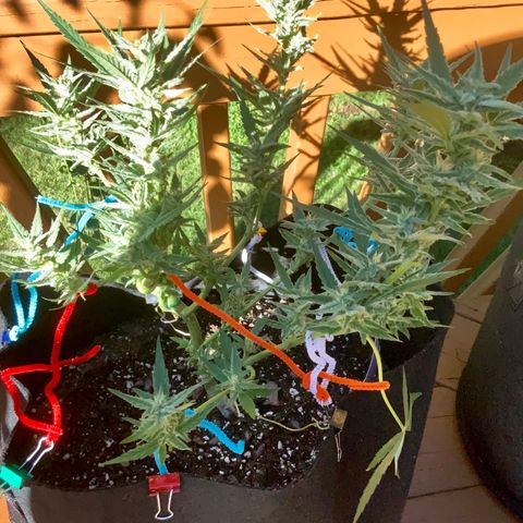 Bruce Banner 7/22 growlog photo: 5p