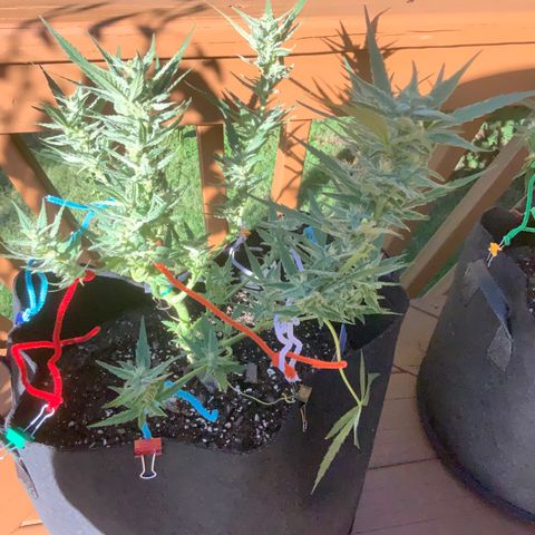 Bruce Banner 7/22 growlog photo: 5p