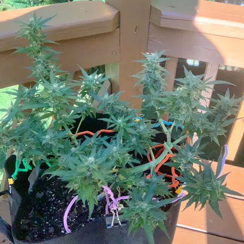Gorilla Glue 1 7/23 growlog photo: 5p