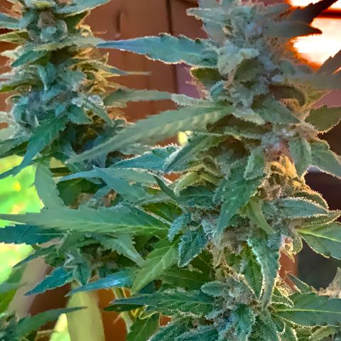 Gorilla Glue 1 7/23 growlog photo: 5p