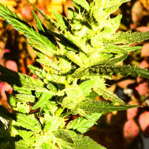 White Widow 7/25 growlog photo: 5p