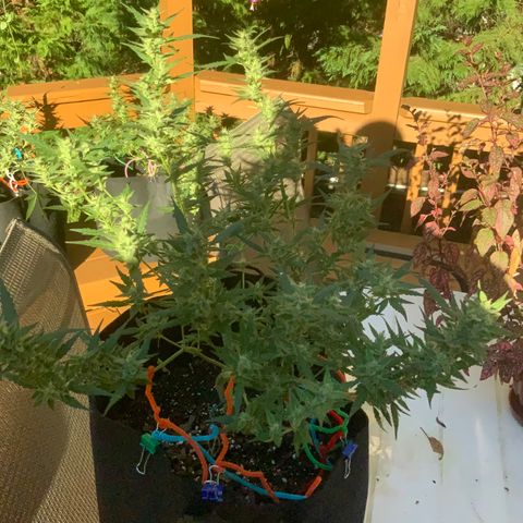 White Widow 7/25 growlog photo: 5p