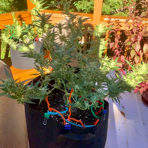 White Widow 7/25 growlog photo: 5p