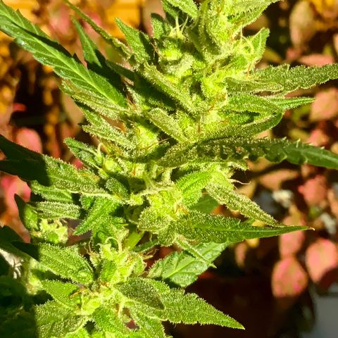 White Widow 7/25 growlog photo: 5p