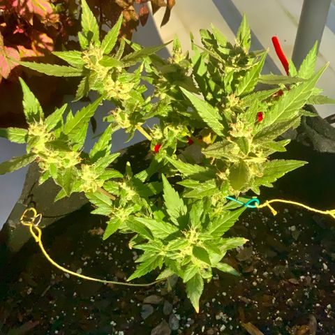 Gorilla Glue 2 7/25 growlog photo: 5p