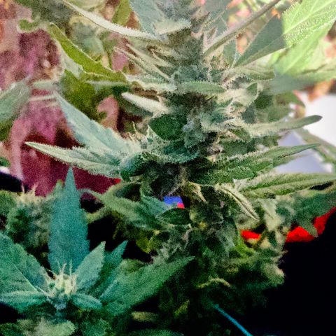Gorilla Glue 2 7/25 growlog photo: 5p
