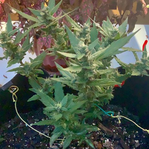 Gorilla Glue 2 7/25 growlog photo: 5p