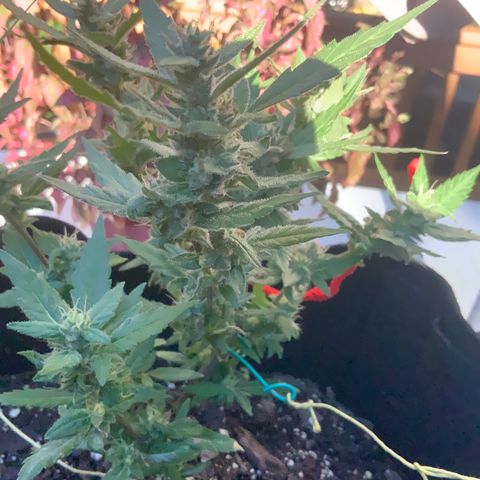 Gorilla Glue 2 7/25 growlog photo: 5p