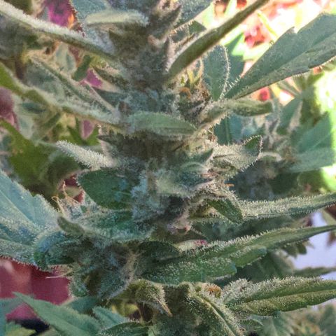 Gorilla Glue 2 7/25 growlog photo: 5p