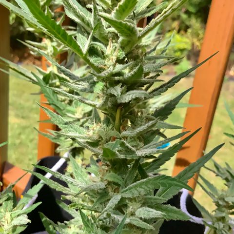 Bruce Banner 7/22 growlog photo: 11a