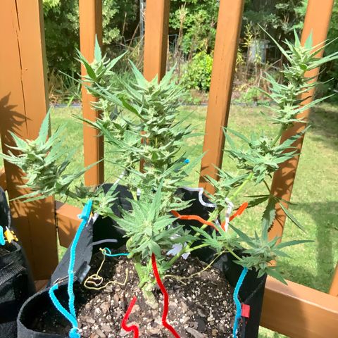 Bruce Banner 7/22 growlog photo: 11a