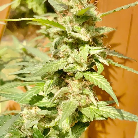 Gorilla Glue 1 7/23 growlog photo: 11a