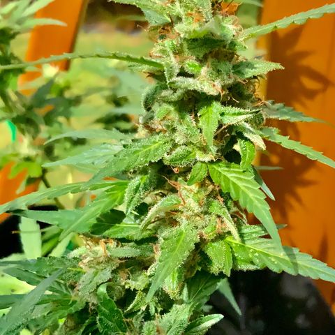 Gorilla Glue 1 7/23 growlog photo: 11a