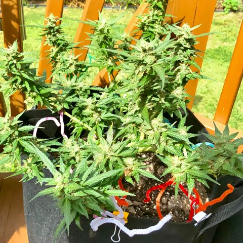 Gorilla Glue 1 7/23 growlog photo: 11a