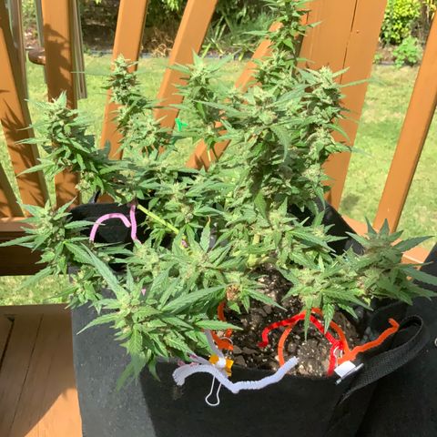 Gorilla Glue 1 7/23 growlog photo: 11a