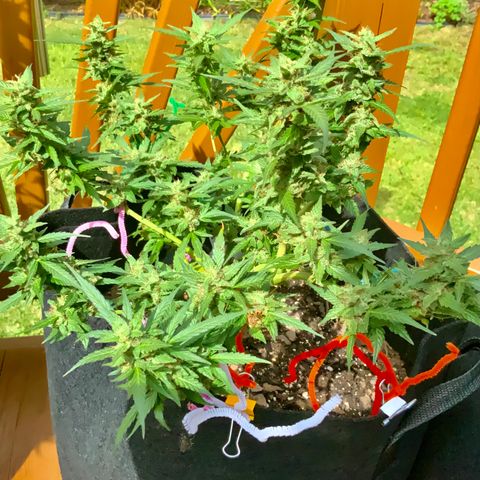 Gorilla Glue 1 7/23 growlog photo: 11a