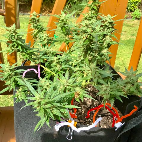 Gorilla Glue 1 7/23 growlog photo: 11a