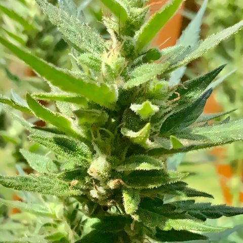 White Widow 7/25 growlog photo: 11a