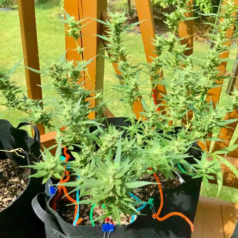 White Widow 7/25 growlog photo: 11a