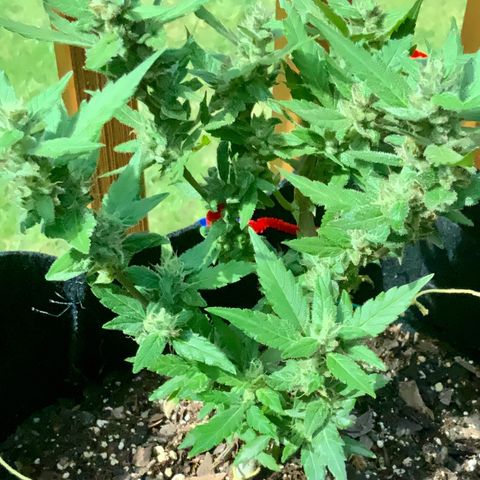 Gorilla Glue 2 7/25 growlog photo: 11a