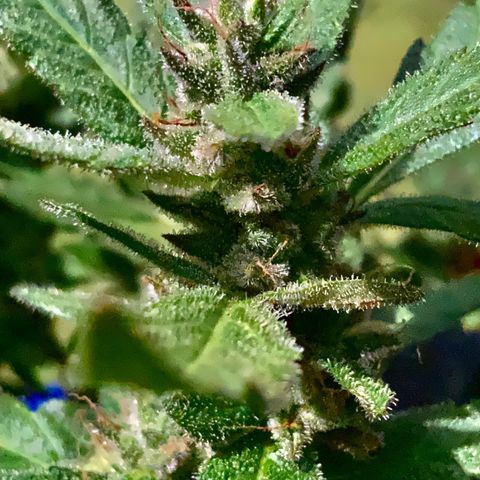 Gorilla Glue 2 7/25 growlog photo: 11a