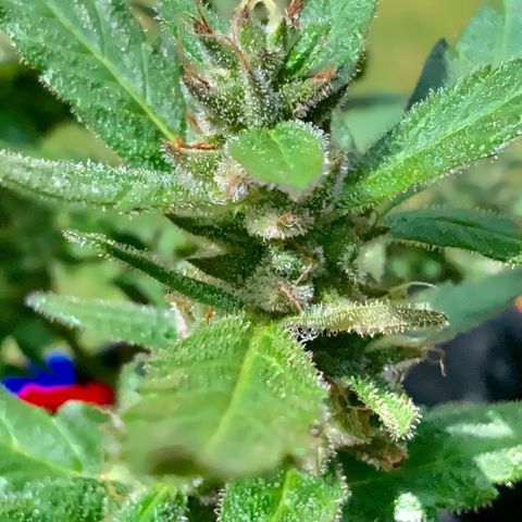 Gorilla Glue 2 7/25 growlog photo: 11a