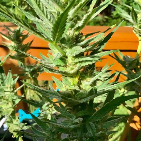 Bruce Banner 7/22 growlog photo: 5p