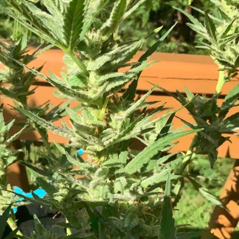 Bruce Banner 7/22 growlog photo: 5p