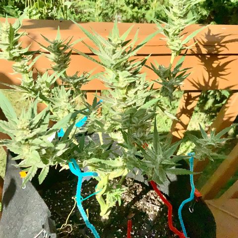 Bruce Banner 7/22 growlog photo: 5p