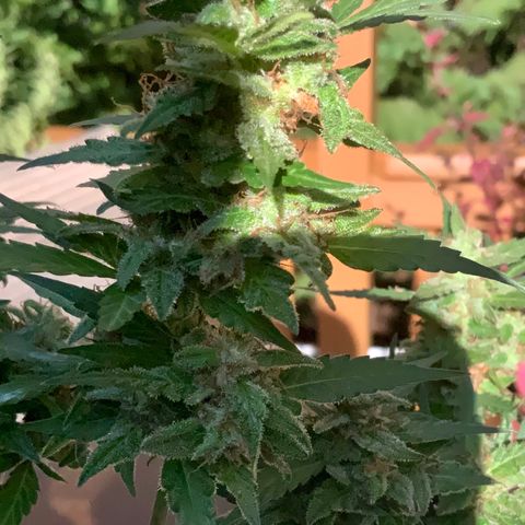Gorilla Glue 1 7/23 growlog photo: 5p