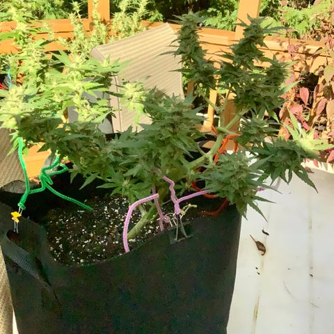 Gorilla Glue 1 7/23 growlog photo: 5p