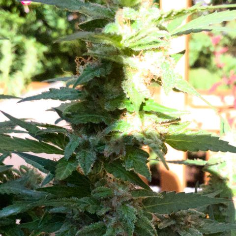 Gorilla Glue 1 7/23 growlog photo: 5p