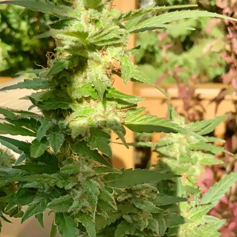 Gorilla Glue 1 7/23 growlog photo: 5p