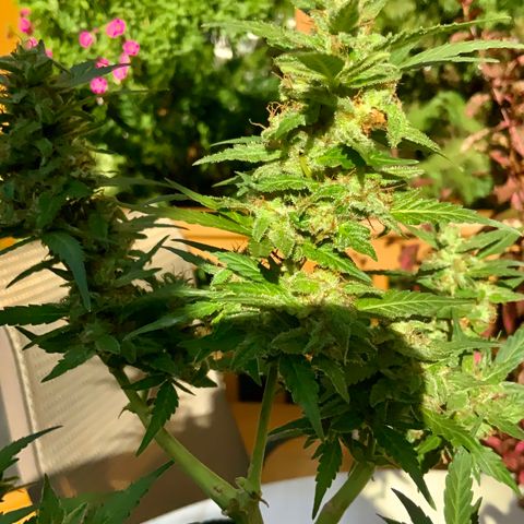 Gorilla Glue 1 7/23 growlog photo: 5p