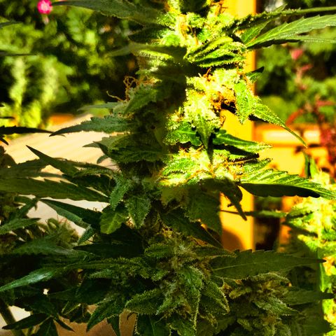 Gorilla Glue 1 7/23 growlog photo: 5p