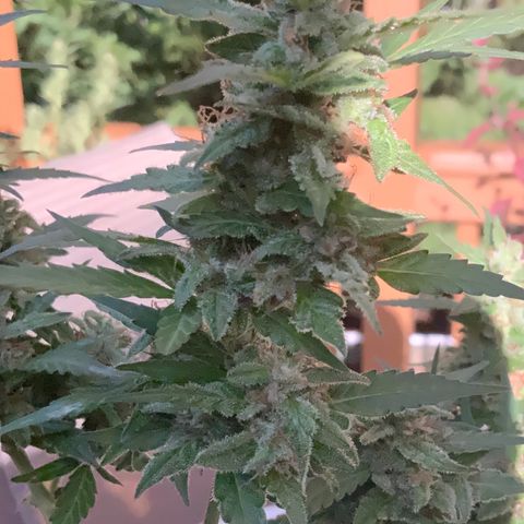 Gorilla Glue 1 7/23 growlog photo: 5p
