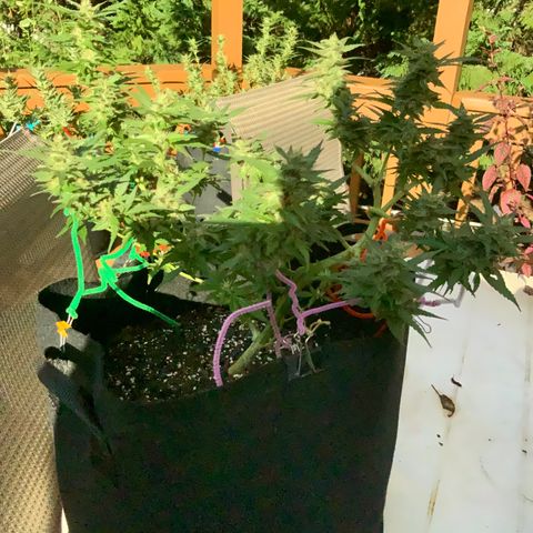 Gorilla Glue 1 7/23 growlog photo: 5p