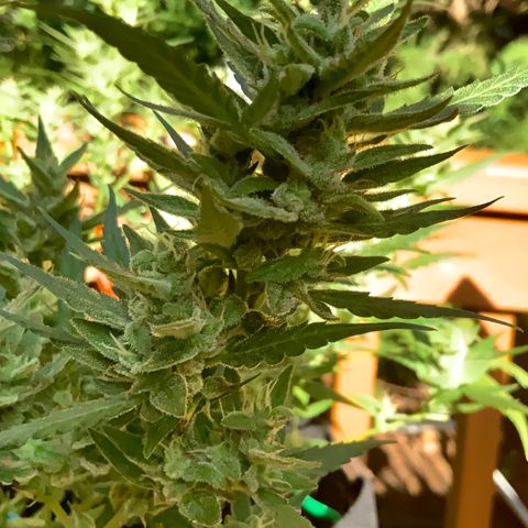 White Widow 7/25 growlog photo: 5p