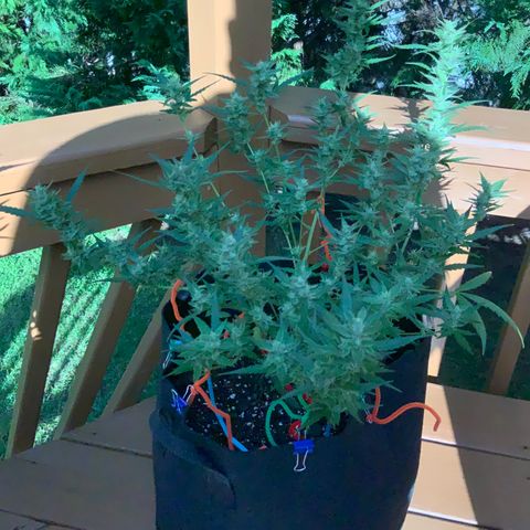 White Widow 7/25 growlog photo: 5p