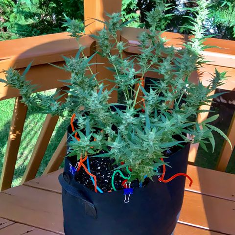 White Widow 7/25 growlog photo: 5p