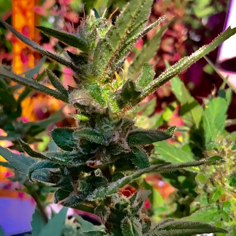 Gorilla Glue 2 7/25 growlog photo: 5p