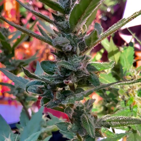 Gorilla Glue 2 7/25 growlog photo: 5p
