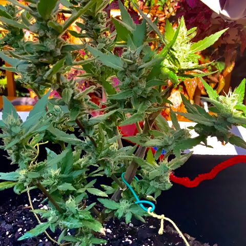 Gorilla Glue 2 7/25 growlog photo: 5p