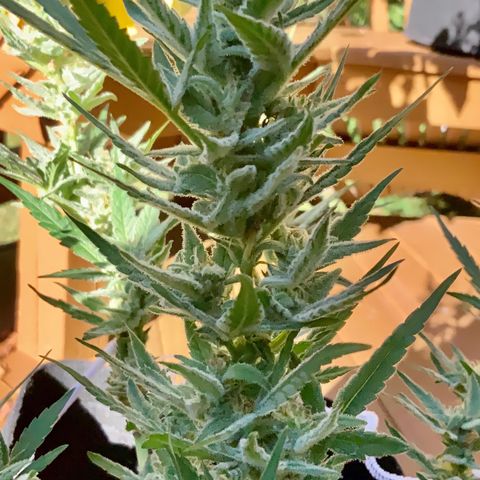 Bruce Banner 7/22 growlog photo: 430p