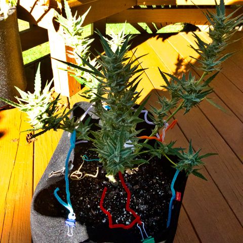 Bruce Banner 7/22 growlog photo: 430p